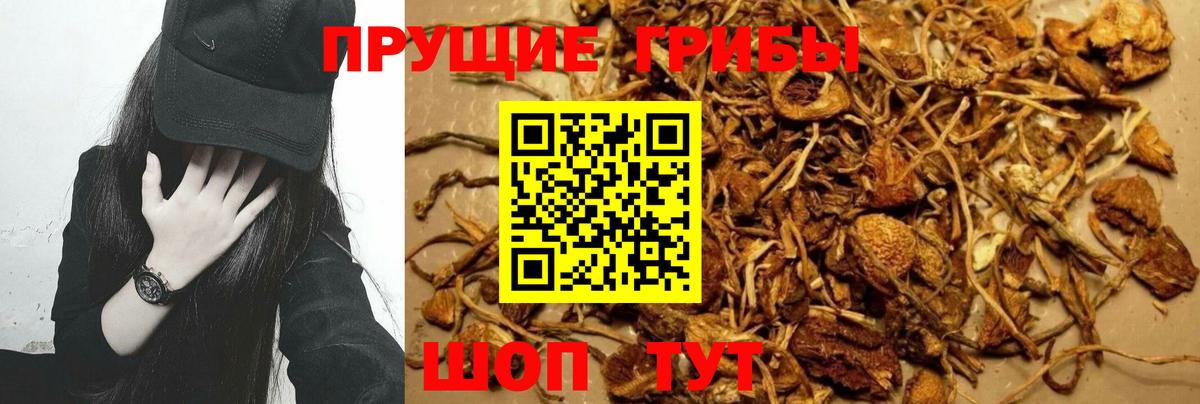 Псилоцибиновые грибы Psilocybine cubensis Чехов